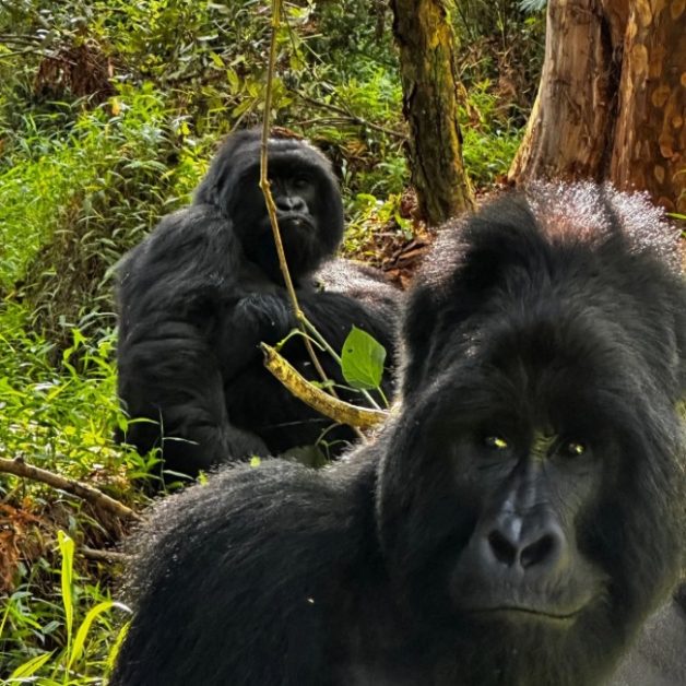Two mountain gorillas sitting in forest in Uganda.