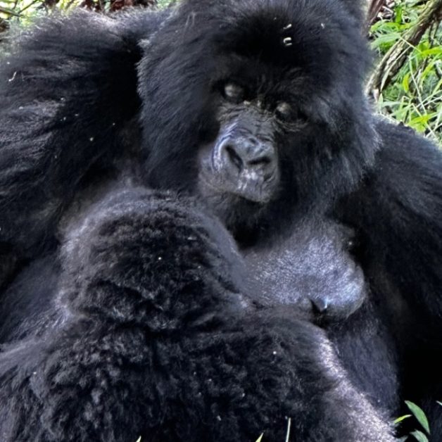Parent and baby mountain gorillas in Uganda.