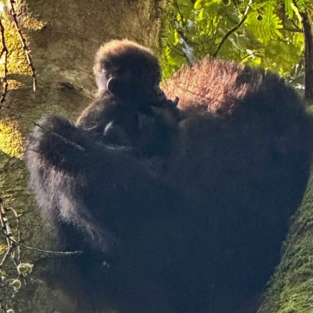 Baby mountain gorilla in its mother’s arms up in a tree branch.