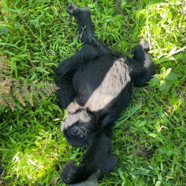 Juvenile mountain gorilla playing with a trekkers shoe.
