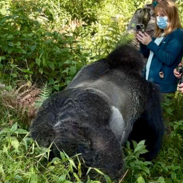Silverback Gorilla walks close to trekkers.
