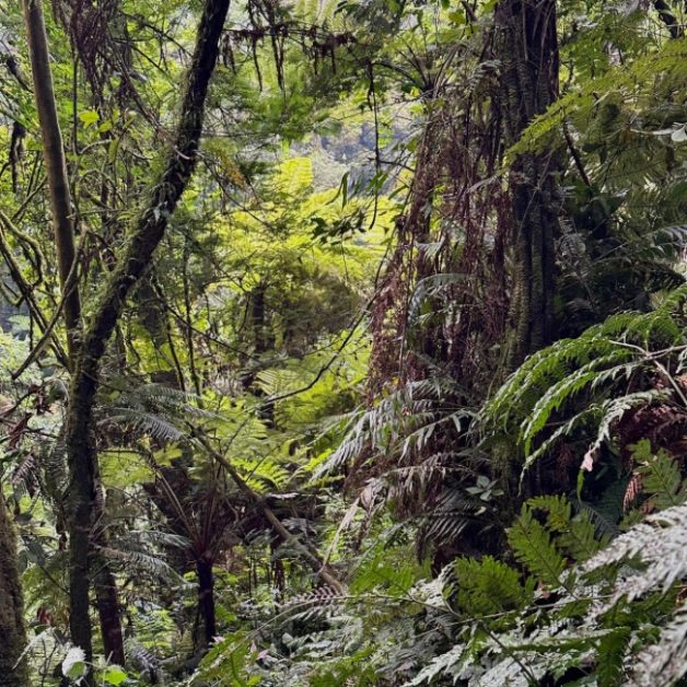 Thick forest terrain of Bwindi where gorillas live.