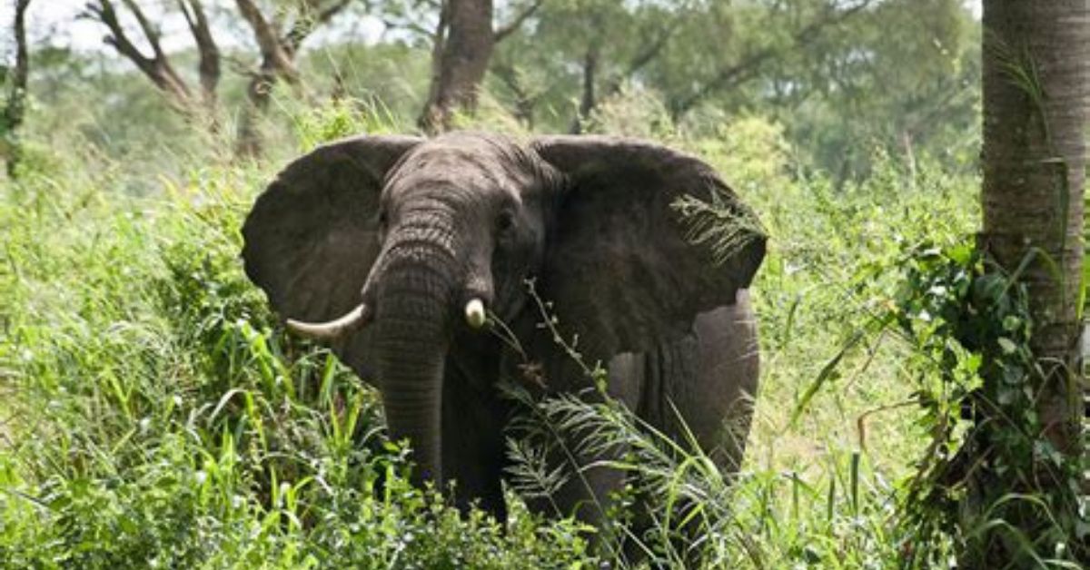 Wild Forest elephant 