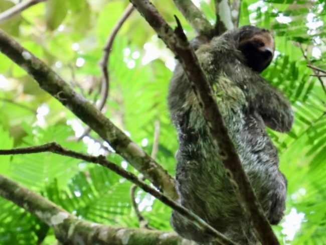 A sloth is sitting high up in a tree in La Fortuna Costa Rica.