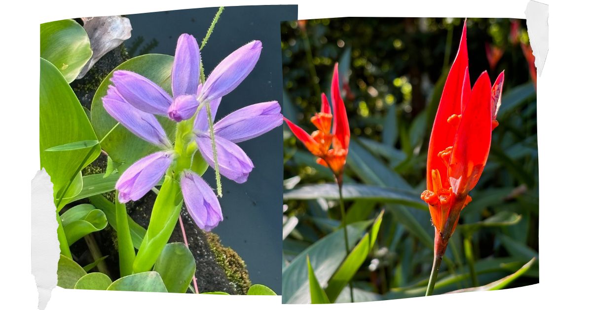 Purple and red orchid flowers