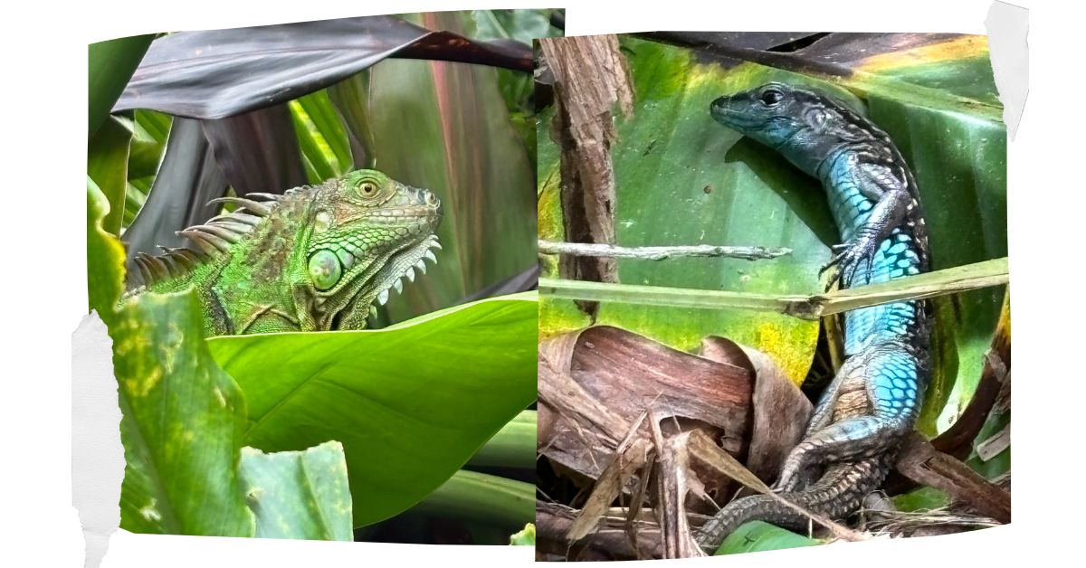 Iguana and lizards hide amongst leaves in the rainforest