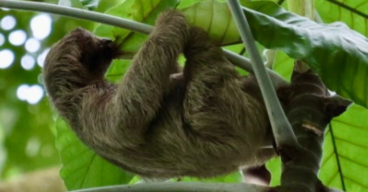 Sloth hangs off a branch in a tree