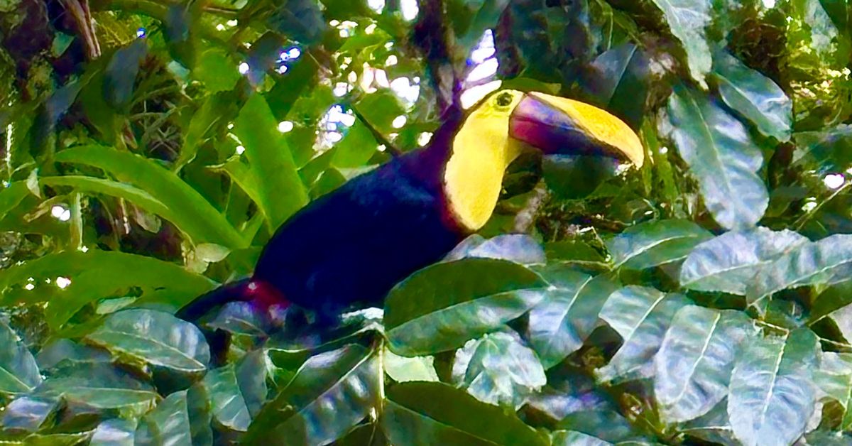 Toucan perches on a branch in the rainforest