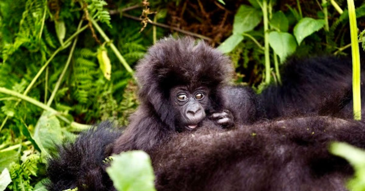 Baby Mountain Gorilla with its mother.