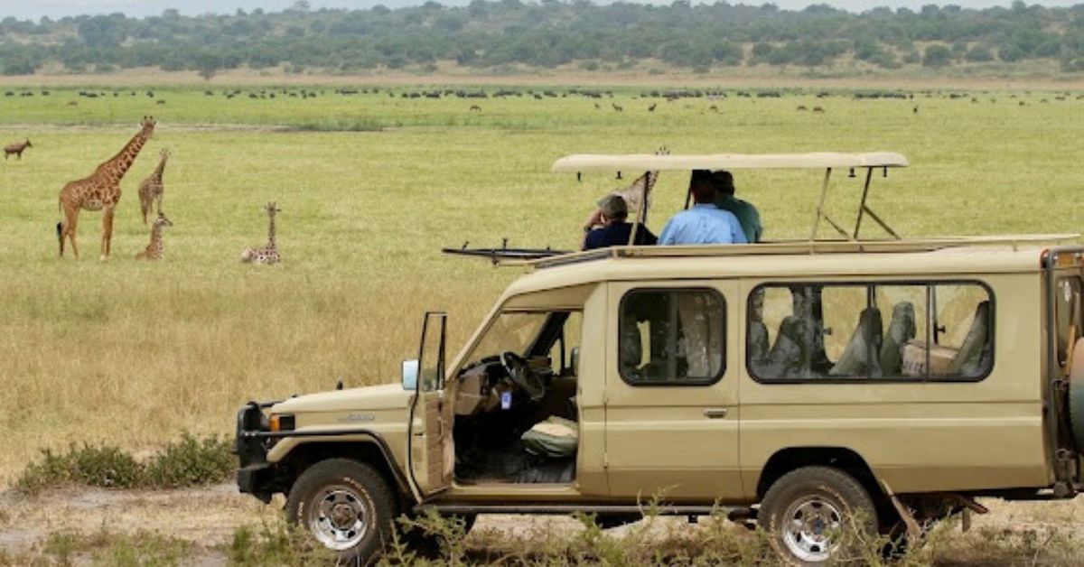Safari Vehicle with guests looking at animals including giraffes.