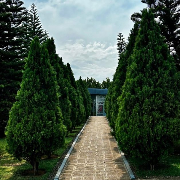 Tree lined walk way.