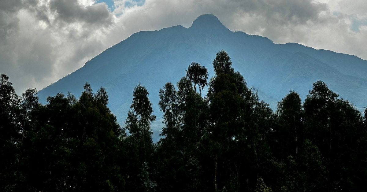Trees at the base of a volcano in Rwanda.