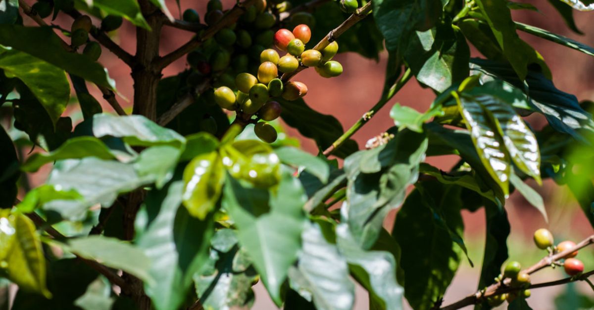 Green leaves and green and red berries of a coffee plant.