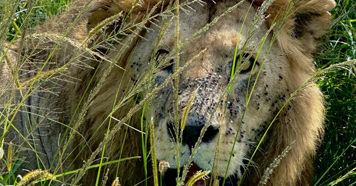 Lion sitting in Savannah Grasslands.