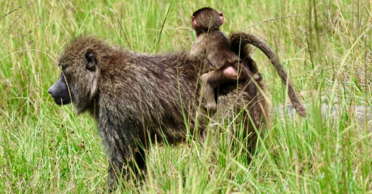 Baboon with baby on its back.