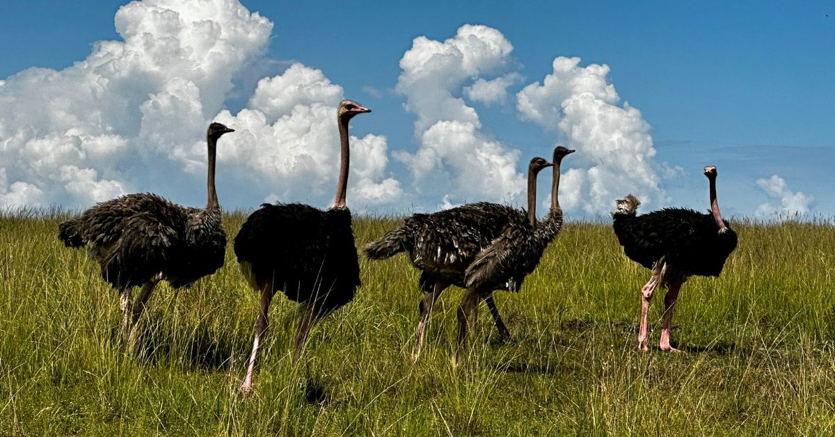 Ostriches in grasslands in Kenya.