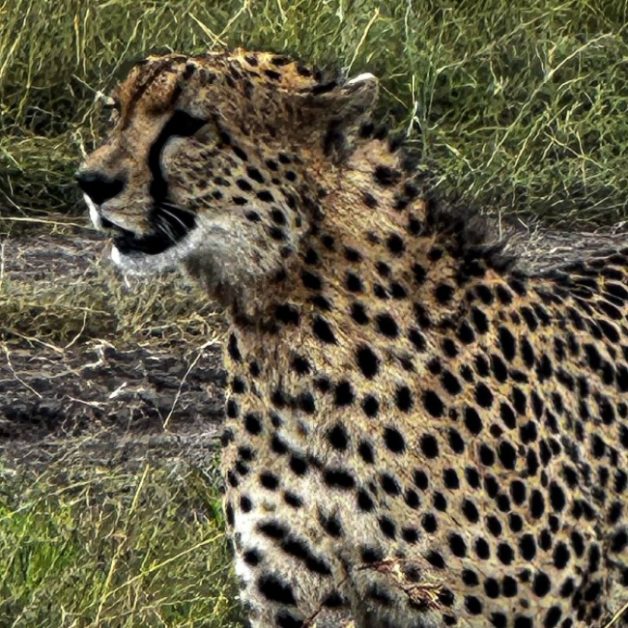 Cheetah in Masai Mara Grasslands.