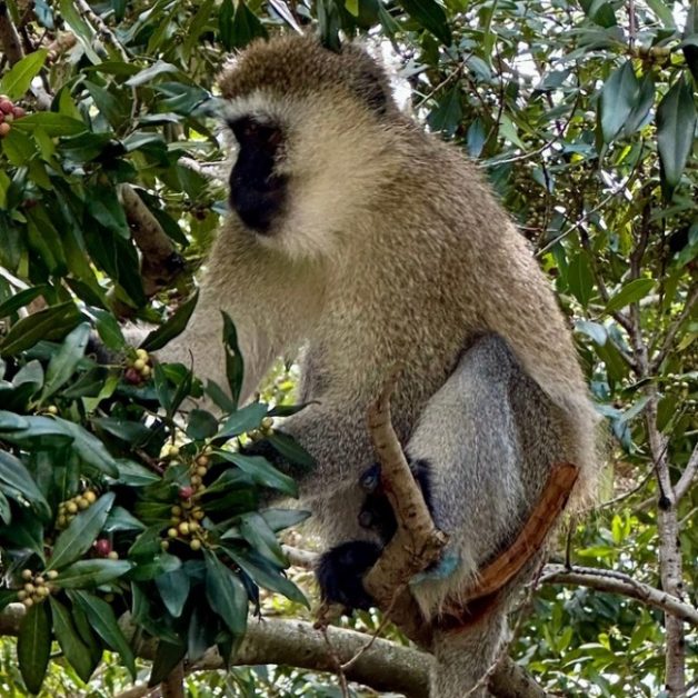 Monkey in tree eating berries.