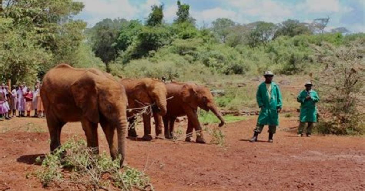3 elephants are eating bushes while 2 people stand next to them.