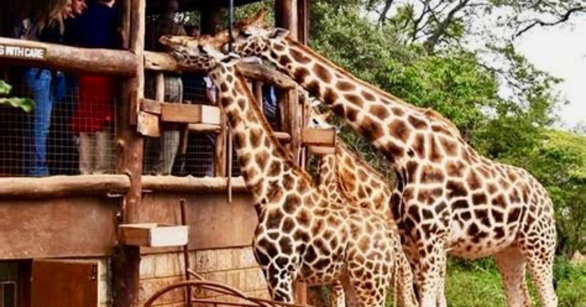 2 Giraffes are being fed by people standing on a viewing platform. They are at a conservation center in Nairobi Kenya.