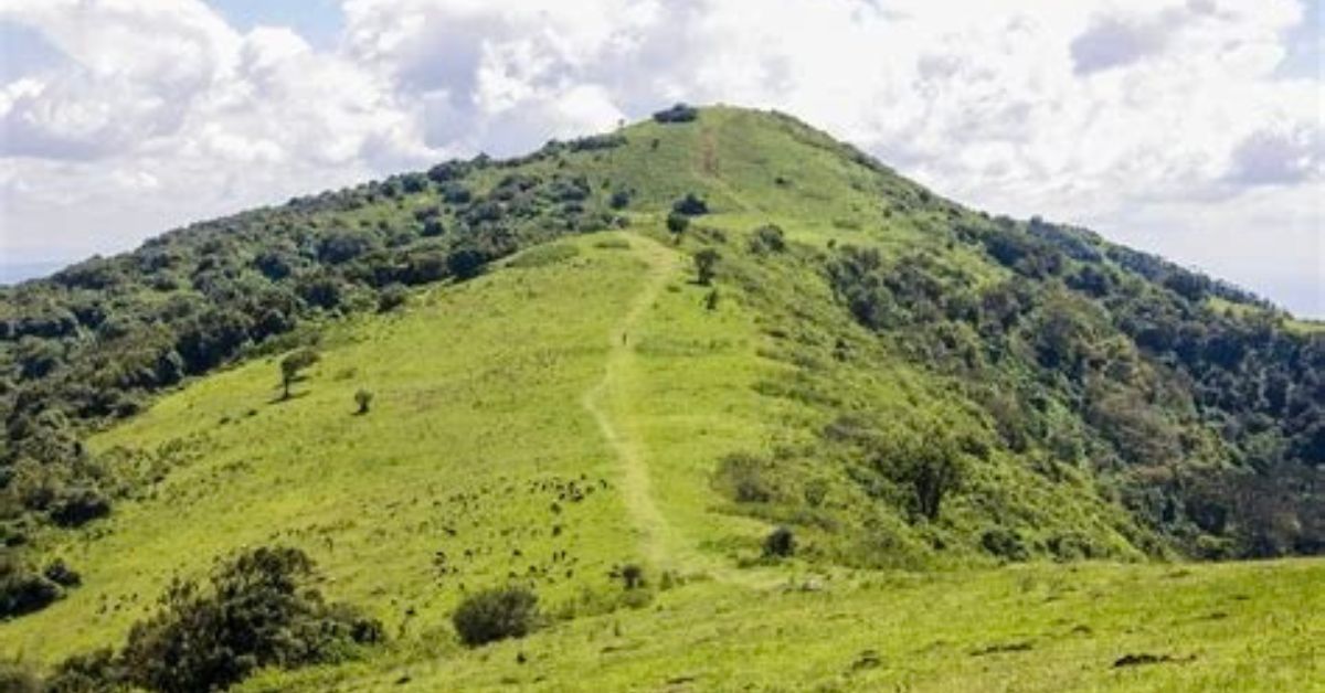 A pathway leads to the top of a grassy covered hill. Vegetation and small trees are growing on either side.