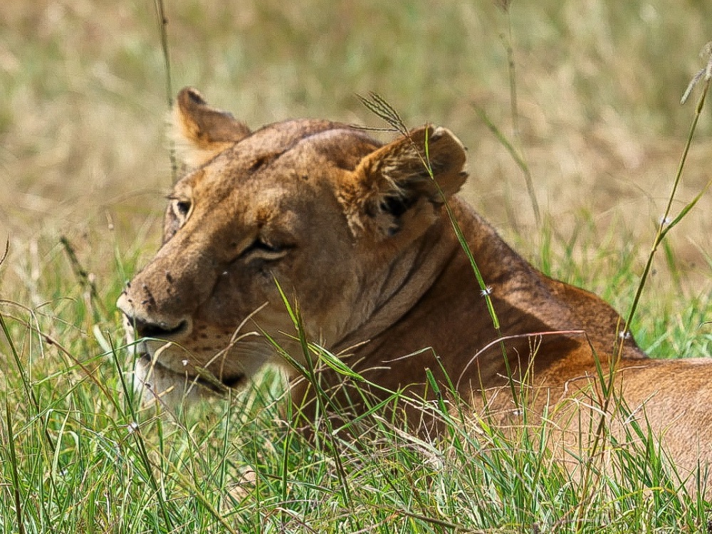 Lioness sitting in Savannah grass in Masai mara Kenya.