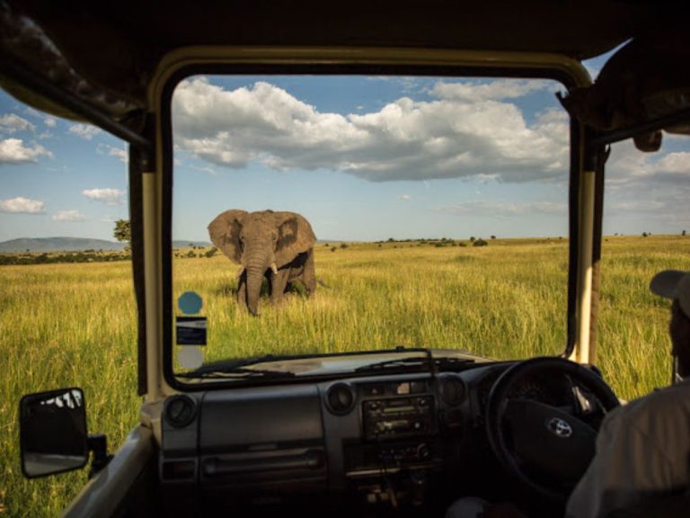 View of a wild elephant from a Karen Blixen Camp Safari vehicle in Masai Mara.