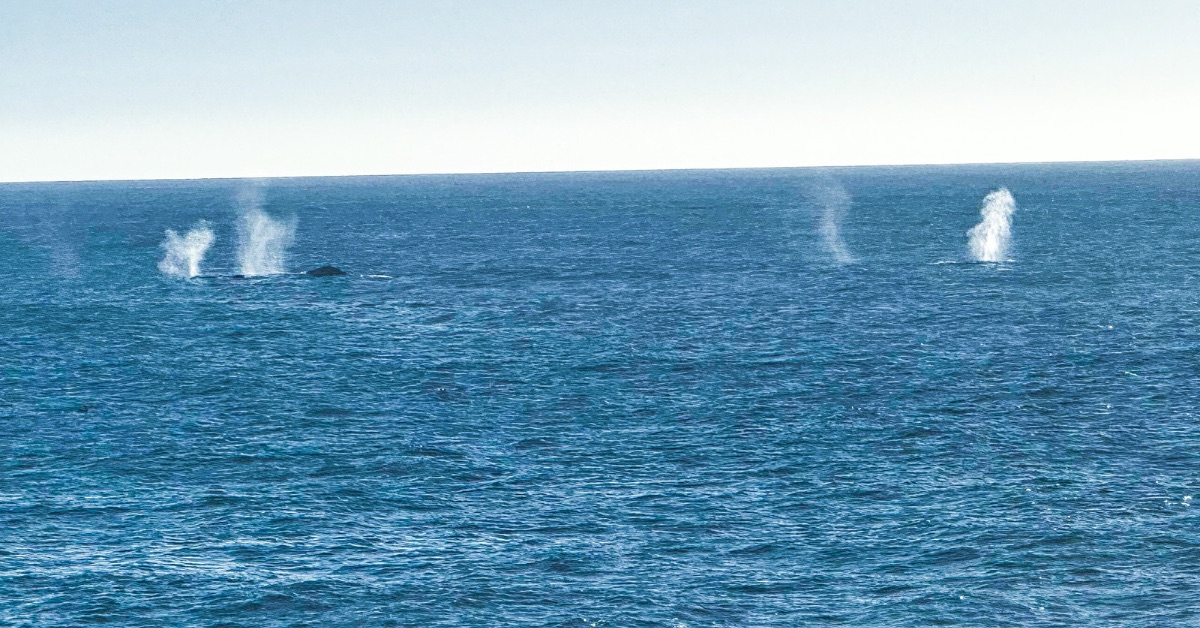 Whales spouting water into the air in the Pacific Ocean.