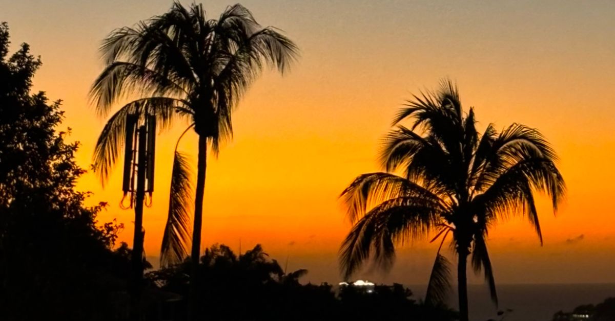 Orange, red and yellow colours of the sunset with 2 large palm trees as silhouettes