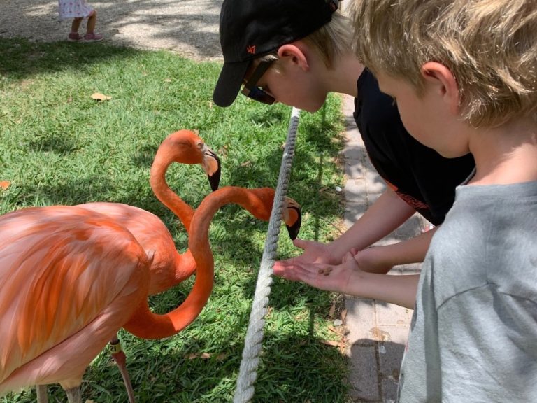 Two children feeding pink flamingos