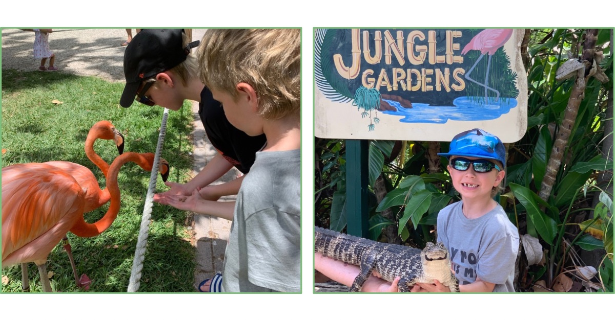 Kids feeds pink flamingos and another holding a baby alligator.