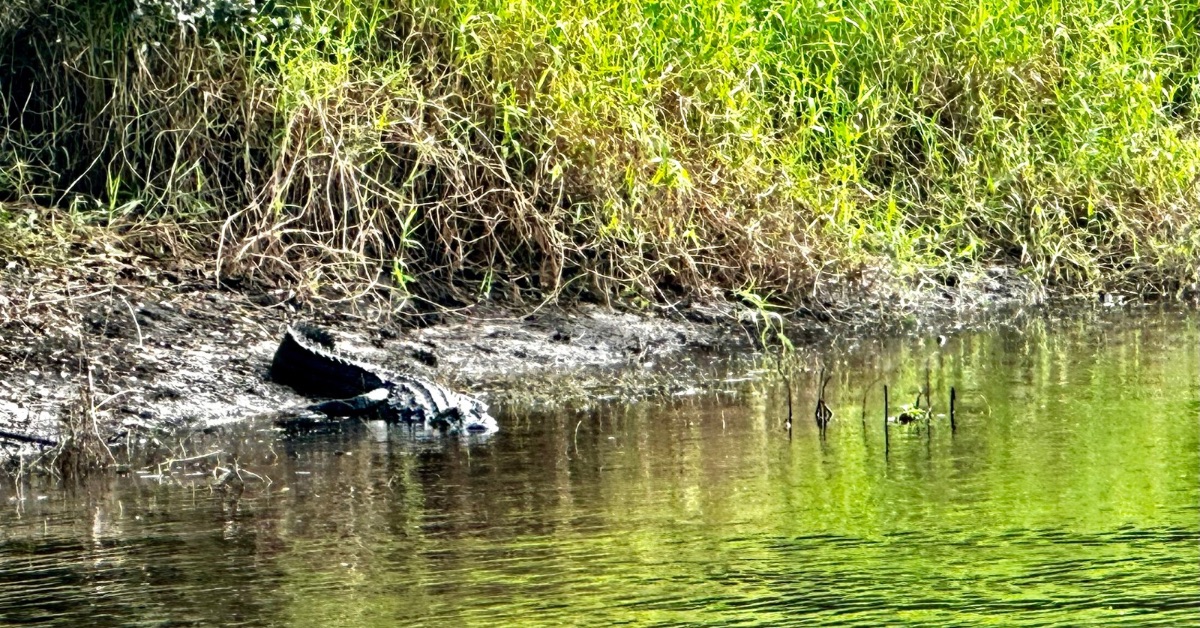 Alligator on the banks of Myakka River, near Sarasota.