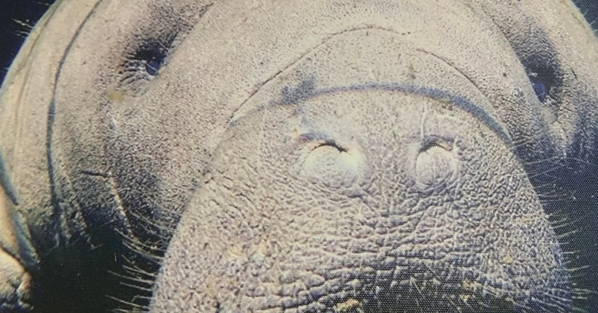 The face of a manatee with large nostrils and trunk.