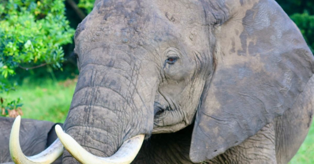 An elephant with tusks.