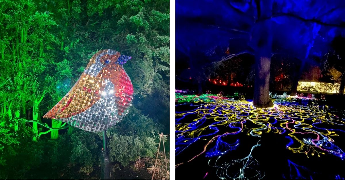 A over size robin and tree root system lit up in multiple colors in winter in Edinburgh at the Botanical garden.
